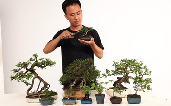 Nhặt cây dại về làm bonsai