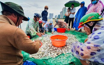 Đà Nẵng: Ra bờ biển kéo lưới 'theo kinh nghiệm dân gian', ngư dân trúng mẻ cá liệt
