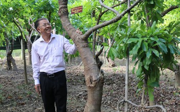 Ngày Tết Nhâm Dần khám phá vườn cây Vô ưu có thế dáng độc đáo