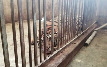 Nghệ An: Khởi tố, bắt tạm giam người đàn ông nuôi nhốt 14 con hổ tại nhà