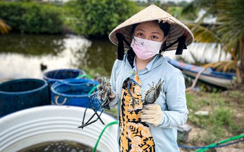 Niềm vui thu hoạch tôm càng ở Cà Mau mùa tết