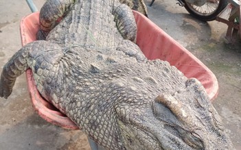 Hoang mang với cá sấu 'khủng' liên tục xuất hiện tại vùng ven TP.HCM