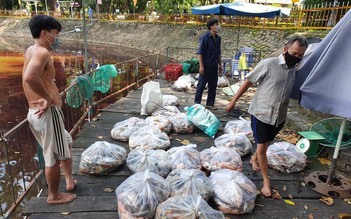TP.HCM: Thu gom hai tấn cá chết trong hồ nước công viên Hoàng Văn Thụ