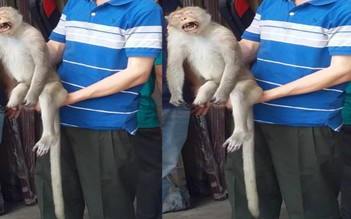 Khỉ cụt một bàn chân xuất hiện trong khu dân cư tấn công người dân