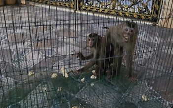 TP.HCM: Hai con khỉ đuôi lợn phá phách trong khu dân cư, sập bẫy của người dân
