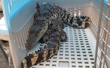 TP.HCM: Kiểm lâm tiếp nhận hai cá sấu từ sinh viên