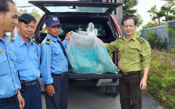 TP.HCM: Người dân phát quang cây cỏ, liên tục bắt được trăn quý hiếm