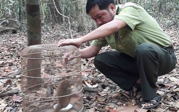 Thả cá thể culi nhỏ quý hiếm vào khu bảo tồn