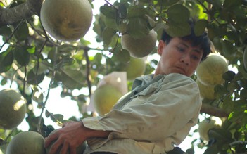 Làng bưởi Tân Triều vào mùa Tết: Hái bưởi thuê kiếm tiền triệu mỗi ngày