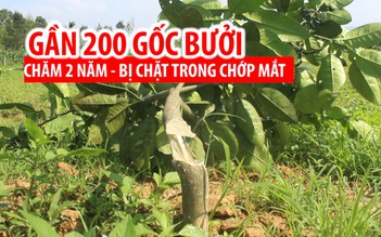 Điều tra vụ chặt nát vườn bưởi rộng gần 7.000 m2