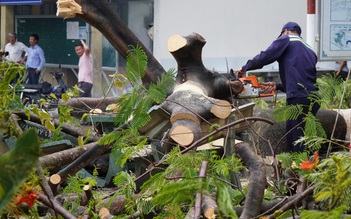 Biên Hòa: Phượng bật gốc, ngã đổ trong giờ ra chơi, 3 học sinh xây xát