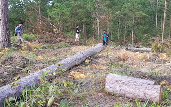 Hàng ngàn cây thông bị triệt hạ tại Phi Liêng
