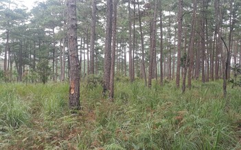 Thêm vụ đầu độc rừng thông ở Lâm Đồng