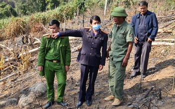 Đà Lạt: Phát hiện vụ phá rừng phòng hộ quy mô lớn