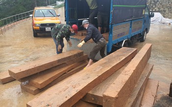 Lâm Đồng: Liên tiếp phát hiện 2 vụ tàng trữ và vận chuyển gỗ dổi lậu