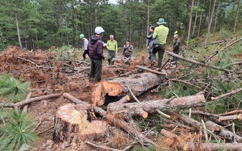 Lâm Đồng: Xử lý vi phạm quản lý bảo vệ rừng không có vùng cấm