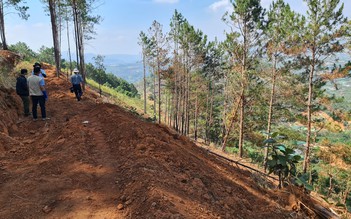 Lâm Đồng: Nhiều nơi thành 'điểm nóng' phá rừng sau khi có quyết định điều chỉnh đất sản xuất lâm nghiệp