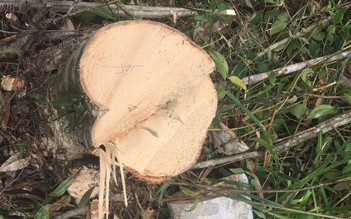 Đà Lạt: Lại bắt quả tang nhóm phá rừng phòng hộ chiếm đất
