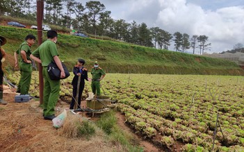 Lâm Đồng: Điều tra vụ 130.000 gốc rau ca rôn bị đầu độc bằng thuốc diệt cỏ
