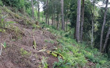 Đà Lạt: Phá rừng đặc dụng, bao chiếm đất lâm nghiệp tại tiểu khu 158C