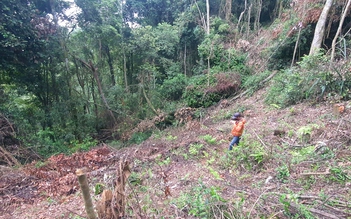 Lâm Đồng: Giao công an điều tra vụ phá rừng đặc dụng tại TP.Đà Lạt