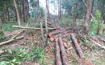 Lâm Đồng: Ngang nhiên cưa hạ rừng thông còn hành hung người tố cáo phải nhập viện
