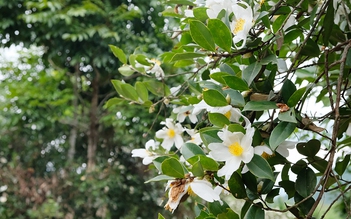 Đổ xô về Bình Liêu xem hoa sở