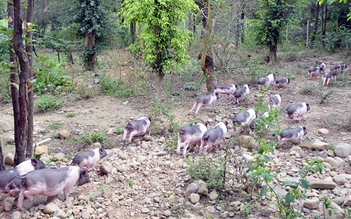 Quảng Ninh lên phương án đưa giống lợn quý ra đảo để bảo tồn