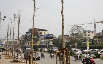 Chủ tịch Hà Nội phê bình việc chặt hạ thay thế cây xanh