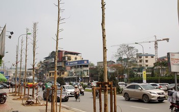 Thanh tra TP.Hà Nội: Cây trên đường Nguyễn Chí Thanh không phải vàng tâm