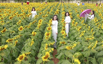 Khách nườm nượp đổ về vườn hoa hướng dương ngay ngoại thành Hà Nội