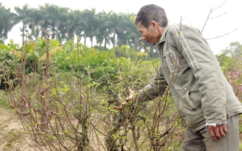 Xót xa những vườn đào tết bị phá hoại, thiệt hại cả tỉ đồng