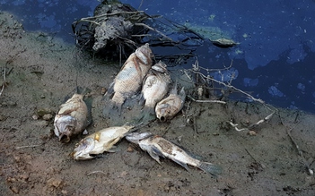 Cá chết trắng trên dòng kênh đen ở Hải Phòng