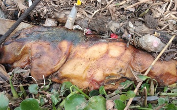 Hải Phòng phát hiện gần 300 xác lợn trôi trên sông Hóa