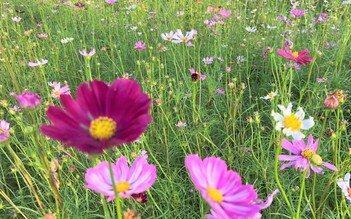 Đẹp mê hồn cánh đồng hoa sao nhái tại làng đại học