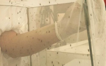Phát hiện muỗi mang vi rút Zika tại VN