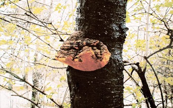 Công thức hoạt chất Fucoidan và nấm meshima giúp phòng ngừa u bướu hiệu quả