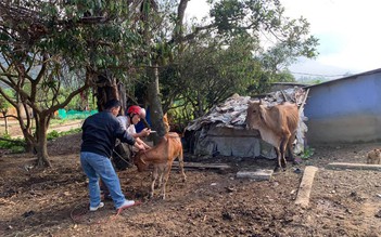 Thừa Thiên – Huế: Khẩn cấp tiêm phòng dịch Viêm da nổi cục ở trâu bò