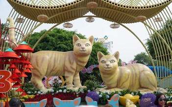 Mê mẩn với gia đình mèo vàng nghinh xuân ở Vũng Tàu