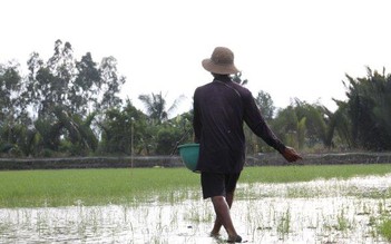 Canh tác gạo lúa tôm, gạo organic an toàn