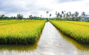 Công ty A An sẽ thu mua lúa tồn đọng cho bà con Cà Mau