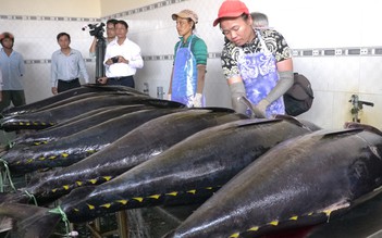 Đức, Ý tăng nhập khẩu cá ngừ từ Việt Nam do nhu cầu cao mùa dịch