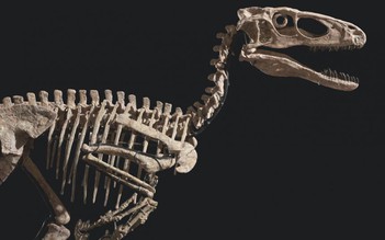 Bộ xương khủng long bán được giá khủng, vì sao giới khoa học không vui?