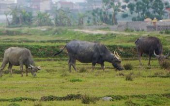 Phải trả lại tiền phí chăn thả trâu bò cho dân trước 30.4