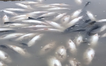 Bất thường: Cá nuôi lồng bè trên sông Chu ở Thanh Hóa chết hàng loạt