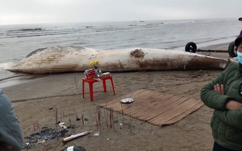 Xác cá voi nặng gần 10 tấn trôi dạt vào bờ biển Thanh Hóa