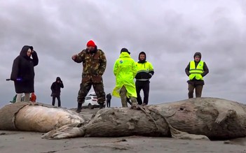 Hàng ngàn con hải cẩu chết bí ẩn trên bờ biển Nga