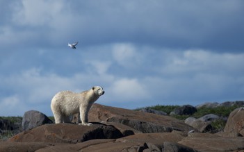 Gấu Bắc Cực xông vào làng vồ chết 2 mẹ con ở Alaska