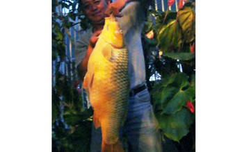Câu được cá chép vàng nặng hơn 10 kg