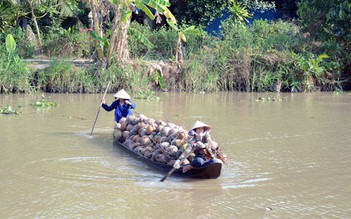 Liên kết phát triển ngành dừa bền vững